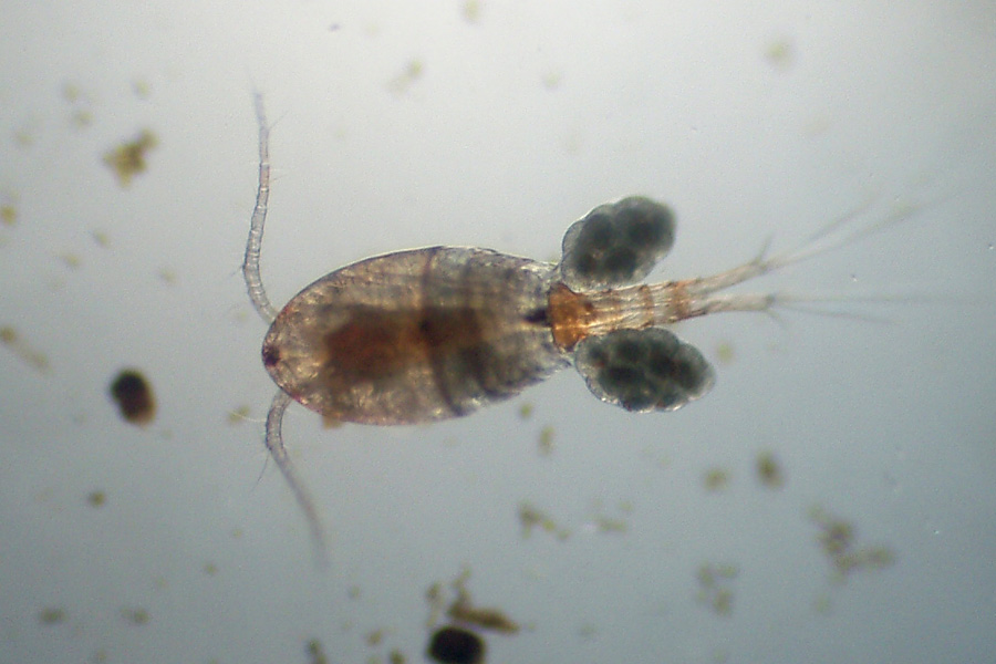 Mamma Copepoda